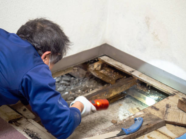 Best Mold Inspection  in Crosspointe, VA