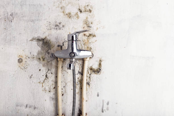 Best Best Mold Removal Companies  in Crosspointe, VA