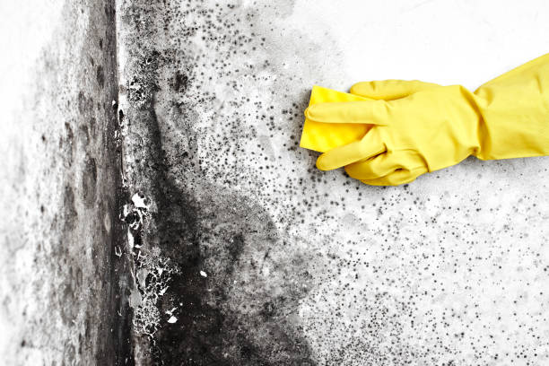 Best Fast Mold Removal  in Crosspointe, VA