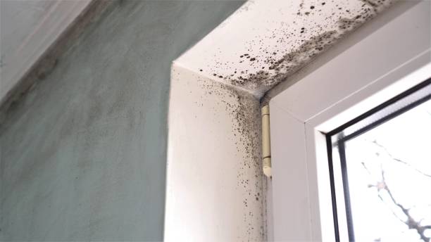 Best Mold Remediation  in Crosspointe, VA