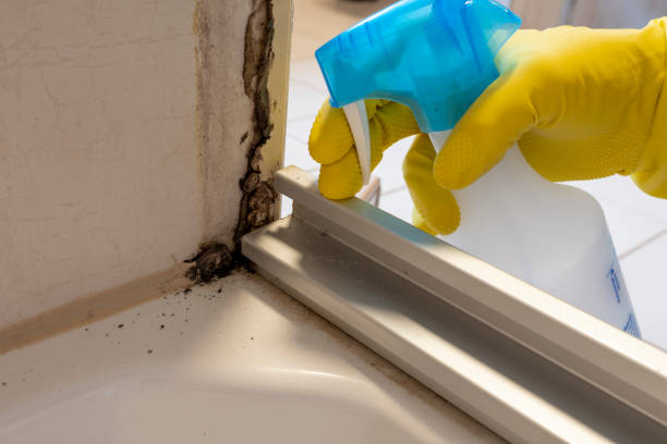 Best Mold Testing and Removal  in Crosspointe, VA