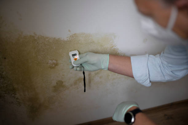 Professional Mold Removal in Crosspointe, VA