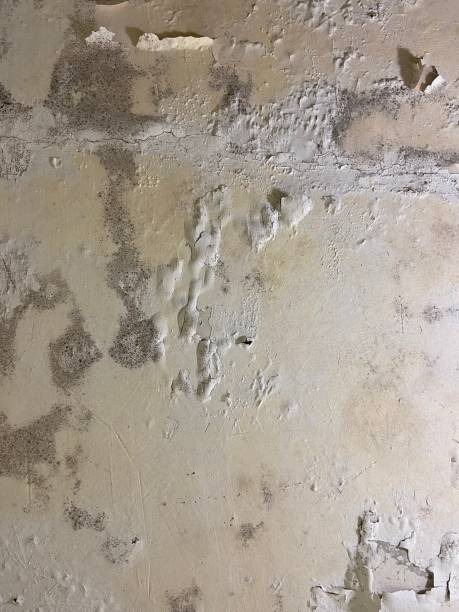 Best Emergency Mold Removal  in Crosspointe, VA